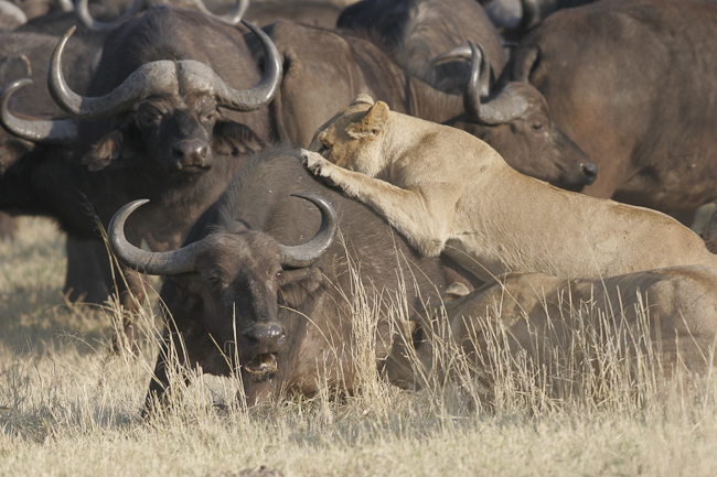 Duba lions attacking a buffalo