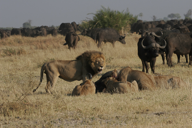 Duba's lions with a fresh kill