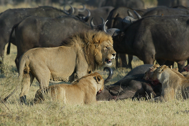 Another buffalo kill at Duba Plains