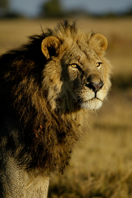 Male lion at Duba