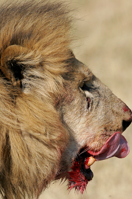 Lion with an appetite