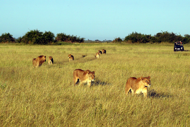 The lions at Duba walking single file