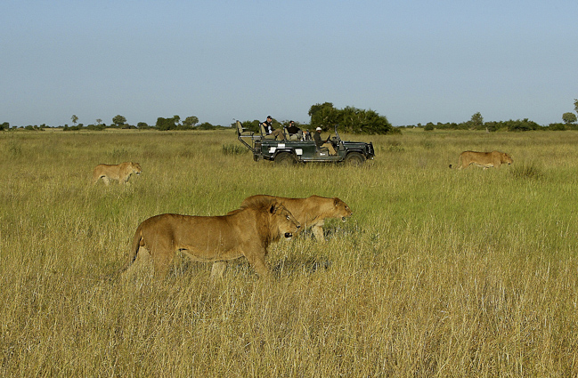 Lions spreading out for the hunt