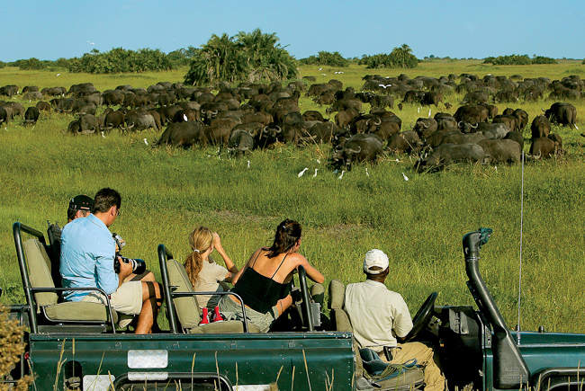 The buffalo herd at Duba