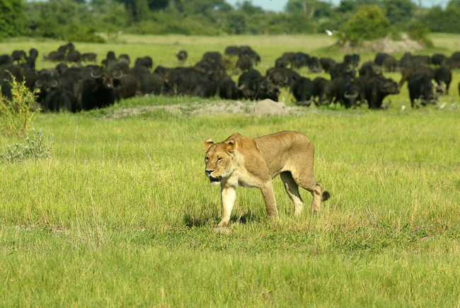 A lioness retreats