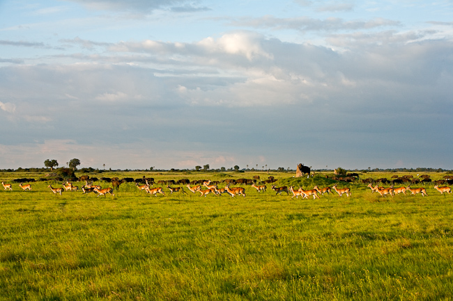 Red Lechwes and Buffalos at Duba Plains