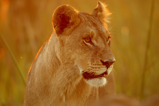 Duba lioness