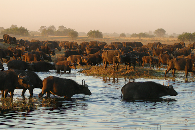 Buffalos crossing the water
