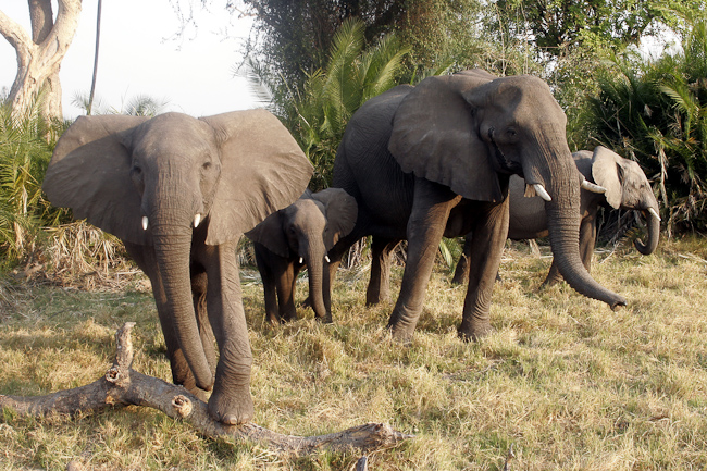 Elephants are common at Duba