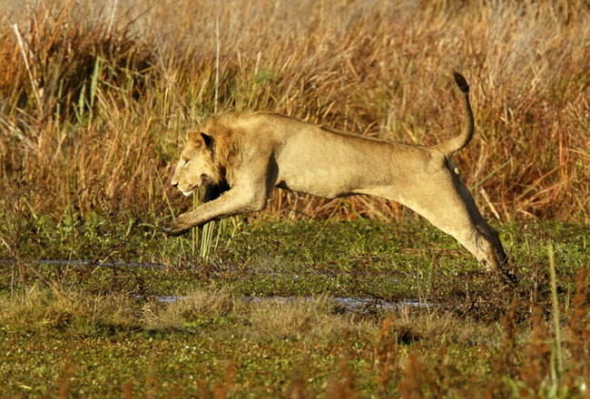 Leaping lion