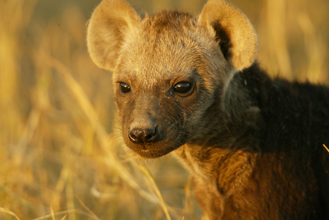 Baby hyena at Duba