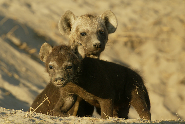 Hyena den at Duba Plains