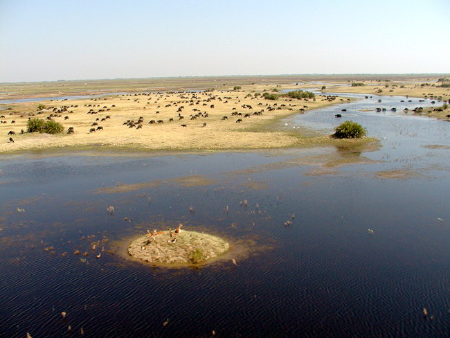 Permanent water and buffalo herd