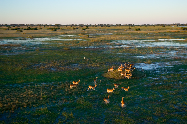 Red Lechwe antelopes at Duba