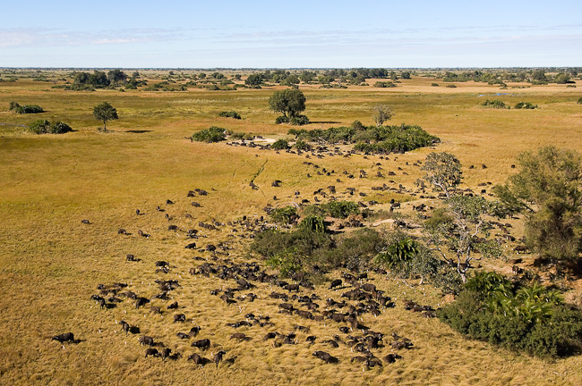 Buffalo herd spreads out at Duba
