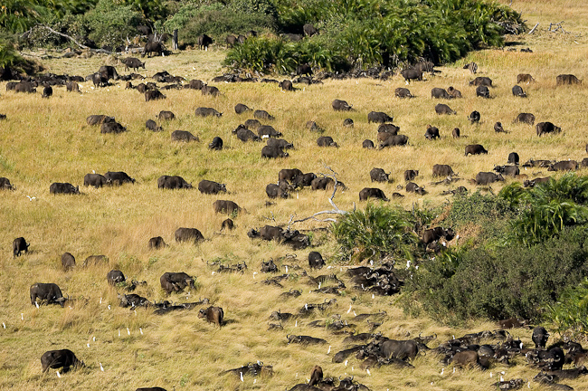 Lots of buffalo at Duba Plains