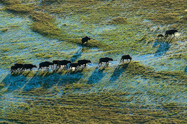Buffalos crossing a floodplain at Duba