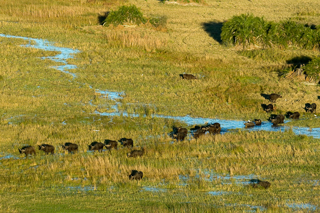 Buffalo herd at Duba