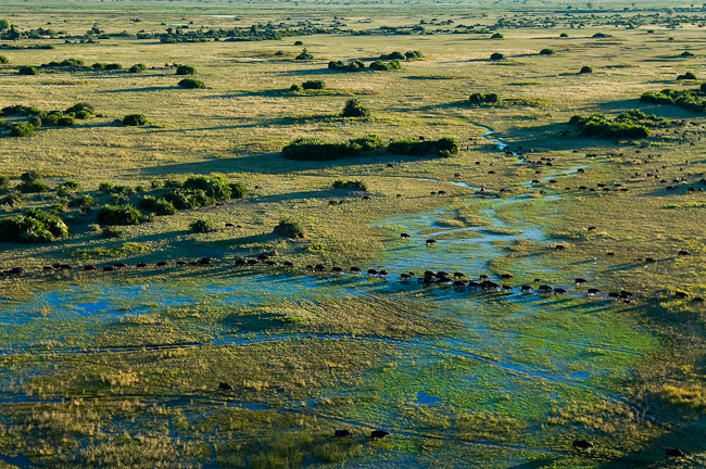 Aerial image of the buffalo herd