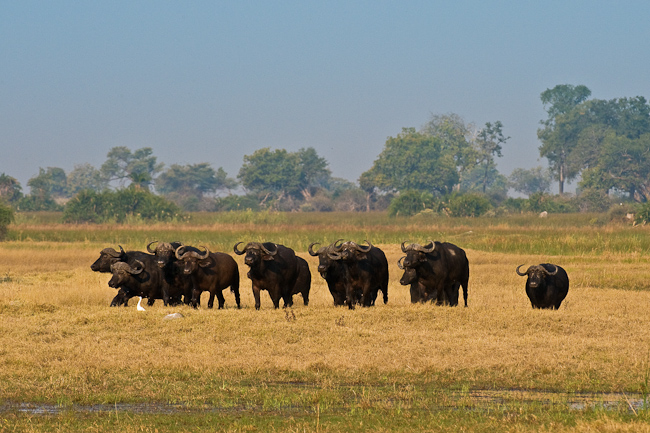 A group of strong bulls at Duba