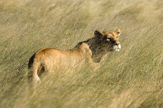 Lioness in the tall grass