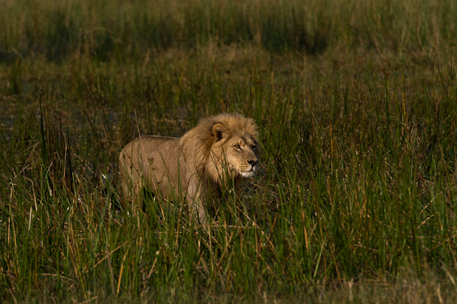 Duba lion on the move