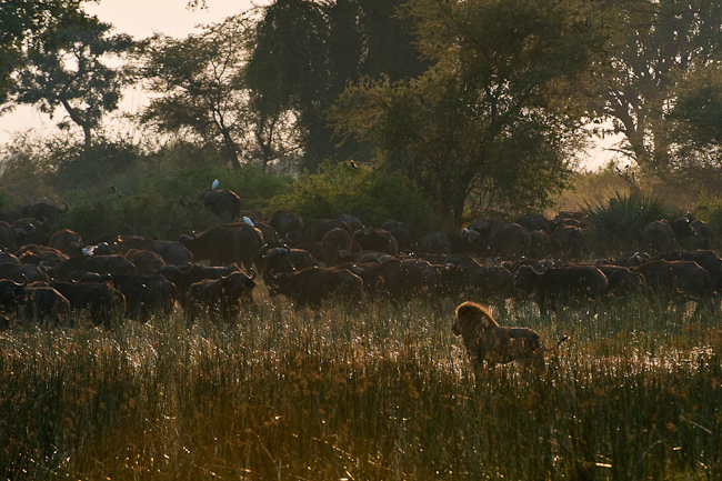 Male lion pushing the herd