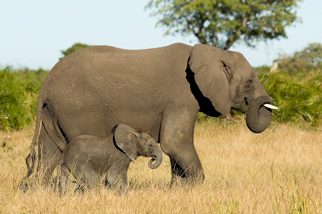 Elephant and calf