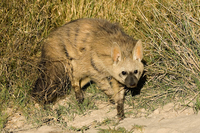 Duba is a good place to see Aardwolf