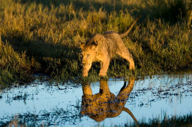 A lion cub is wary of the water