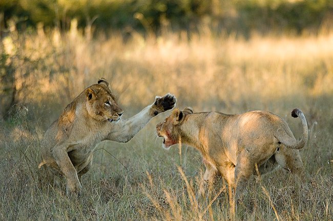 Lionesses playing