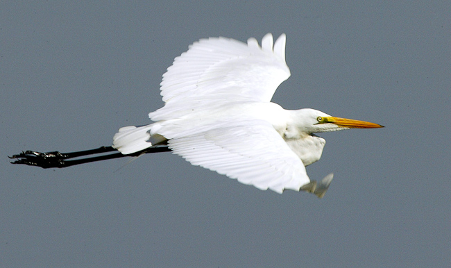 Egret in flight