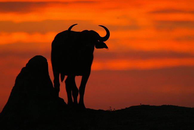 Buffalo sunset at Duba