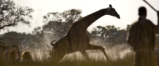 Giraffe running through the floodplain