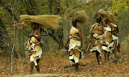 San women carrying thatch
