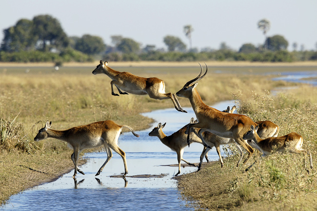 Red Lechwe antelope