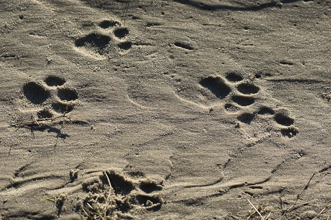 Leopard tracks