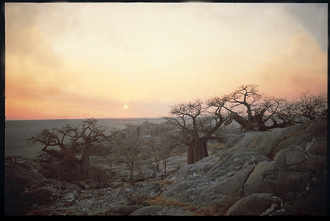Sunset & Baobabs At Kubu Island