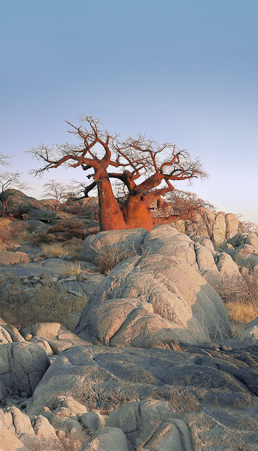 Baobab At Kubu Island