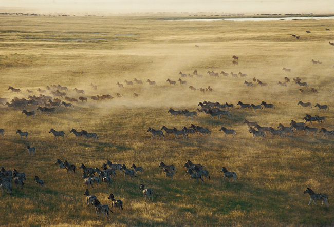 Aerial View Of Zebra Migration