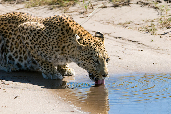 Leopard pauses for a drink