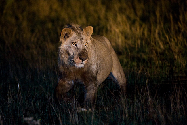 Male lion on the prowl at Jao