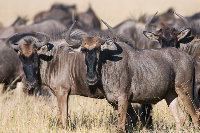 Herd of Wildebeests