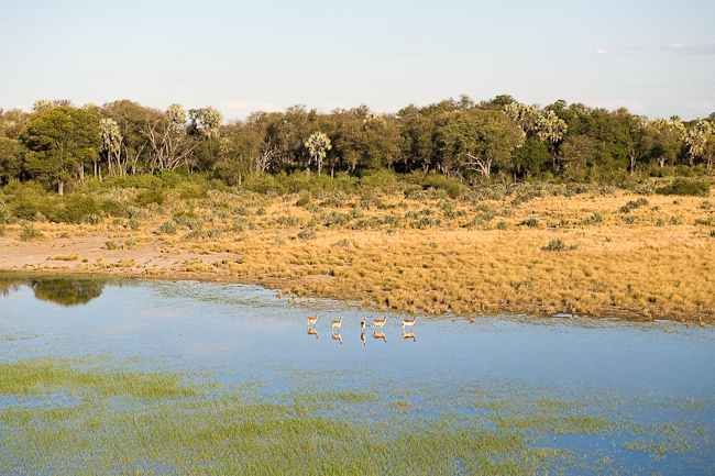 Jao is prime habitat for Red Lechwe antelope