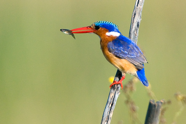 Malachite Kingfisher with a catch