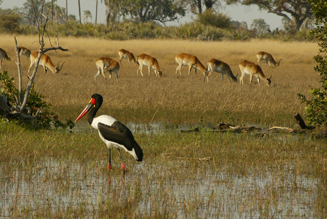 Saddle-billed stork and Red Lechwe antelopes
