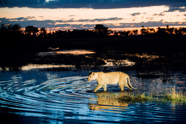 A lioness crosses shallow water at dusk