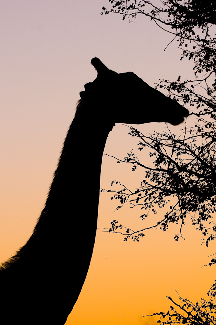 Giraffe silhouette at Jao