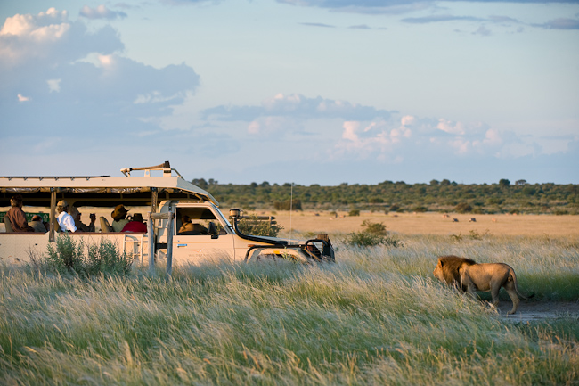 Kalahari lions seen on game drive