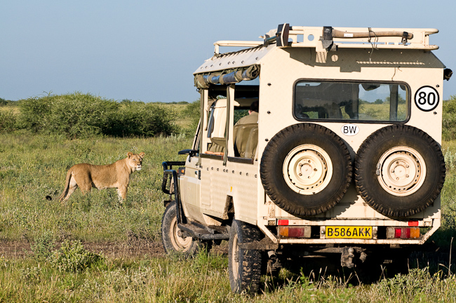 Kalahari lions seen on game drive